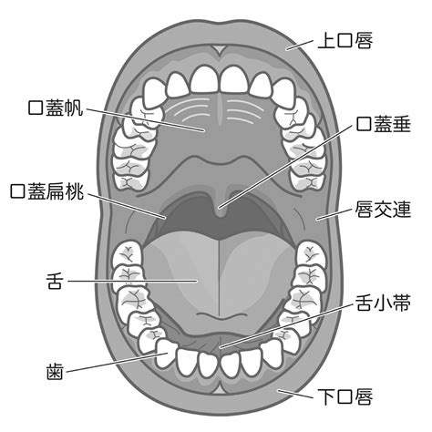 口角 場所|口腔、口の解剖：注釈付きイラスト 